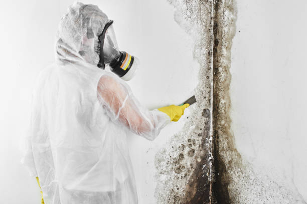 Best Mold Testing  in Rainier, WA