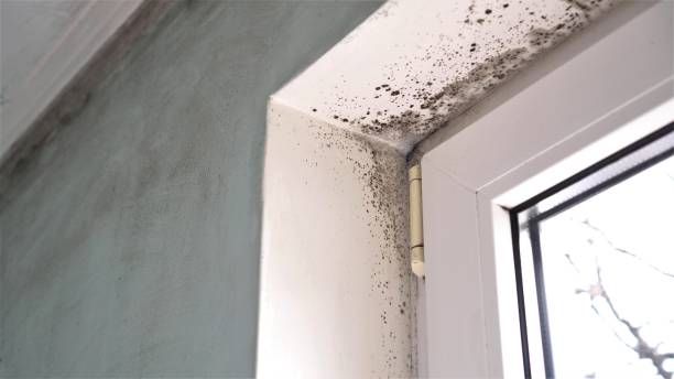 Best Mold Remediation  in Rainier, WA