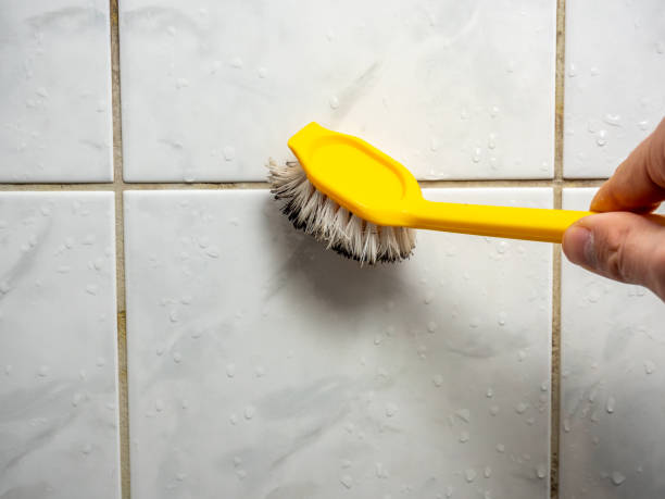 Best Local Mold Removal Service  in Rainier, WA