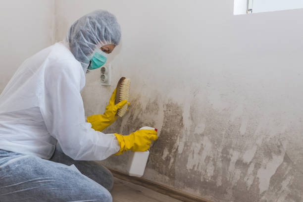Best Crawl Space Mold Removal  in Rainier, WA