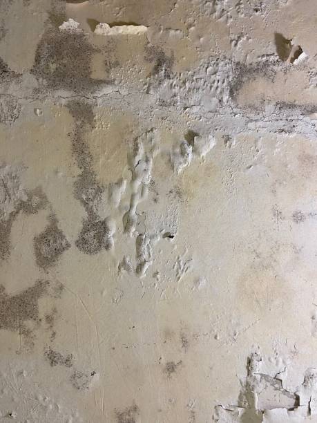 Best Professional Mold Removal  in Rainier, WA