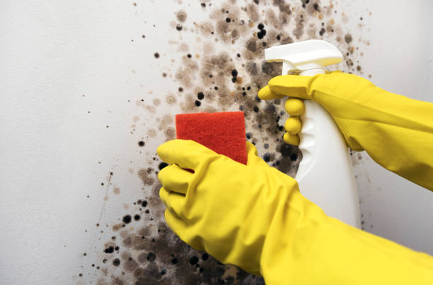 Mold Testing and Removal in Rainier, WA