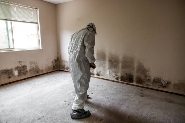 Home Mold Removal in Rainier, WA