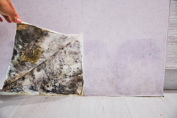 Best Mold Damage Repair  in Rainier, WA